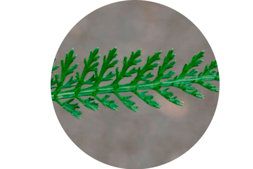 Foglie di Achillea Millefolium - Composizione Normadex