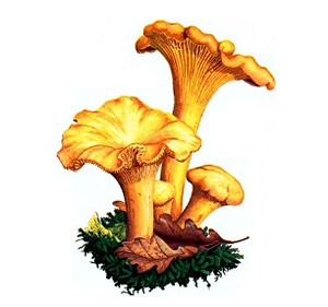 Volpi