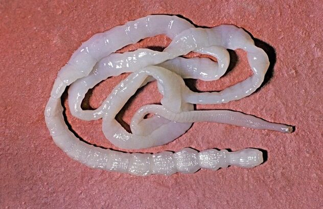 Che aspetto ha la tenia del toro