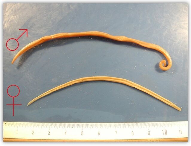 che aspetto hanno i nematodi