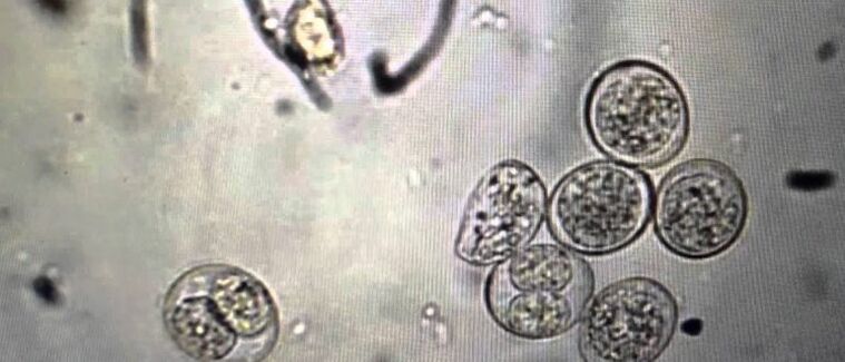 Cellule parassite protozoiche