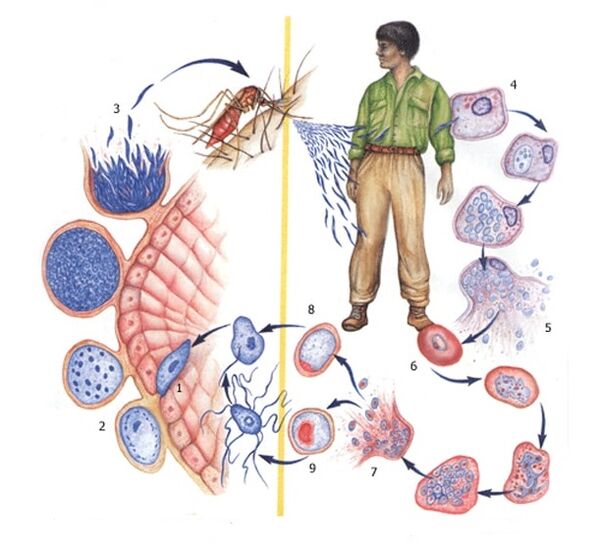 Metodi di riproduzione dei parassiti protozoari