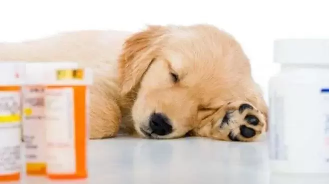 Medicinali per prevenire i vermi nei cani